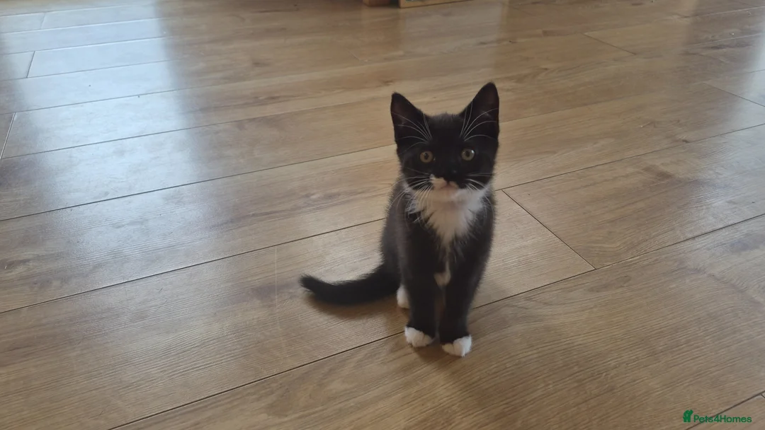 Mixed Breed cats for sale: Two female black and white kittens for sale - Advert 14