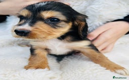 Cocker Spaniel dogs for sale: Gorgeous show type cocker spaniels - Image 20