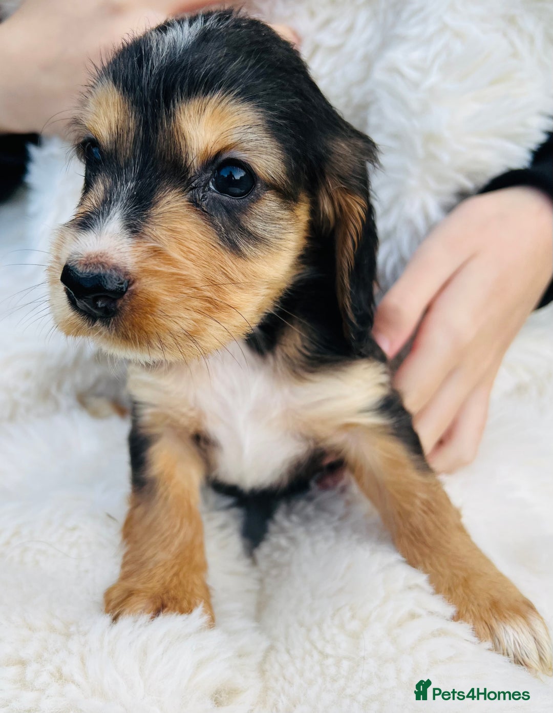 Cocker Spaniel dogs for sale: Gorgeous show type cocker spaniels - Image 20