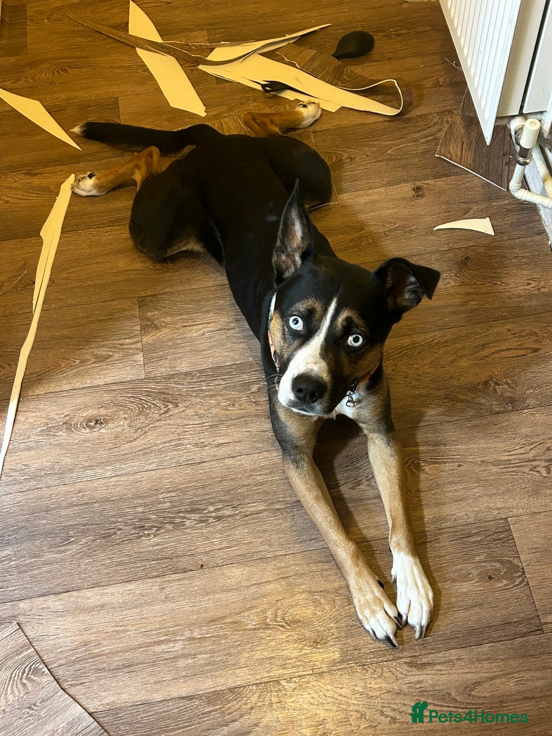 Mixed Breed dogs for sale: Loving Husky Mix for Sale in Saint Helens - Image 3