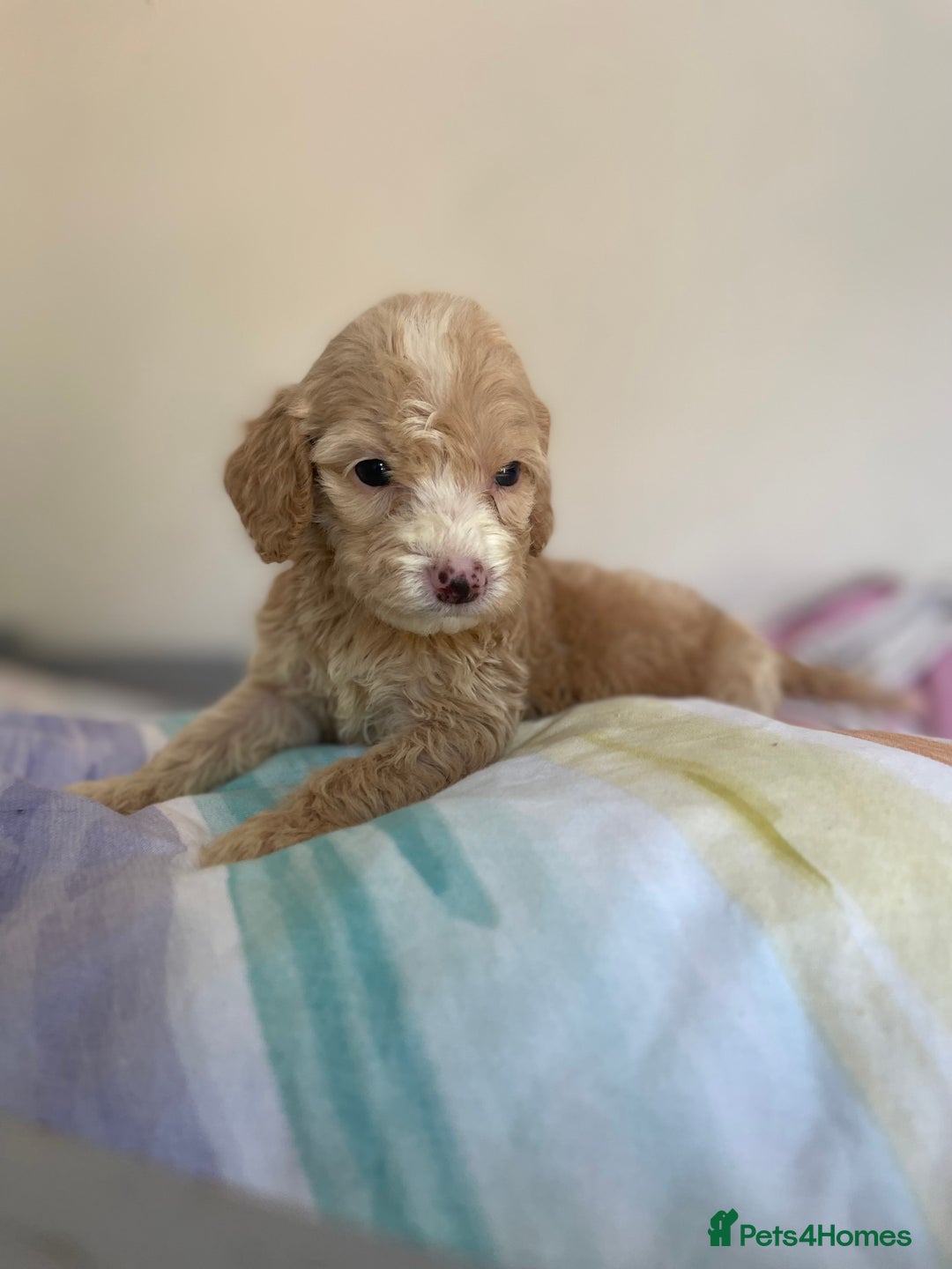 Cockapoo dogs for sale: Cockapoo puppies  - Image 28
