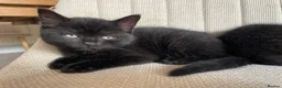 Mixed Breed cats for sale: RESERVED  - Advert 6