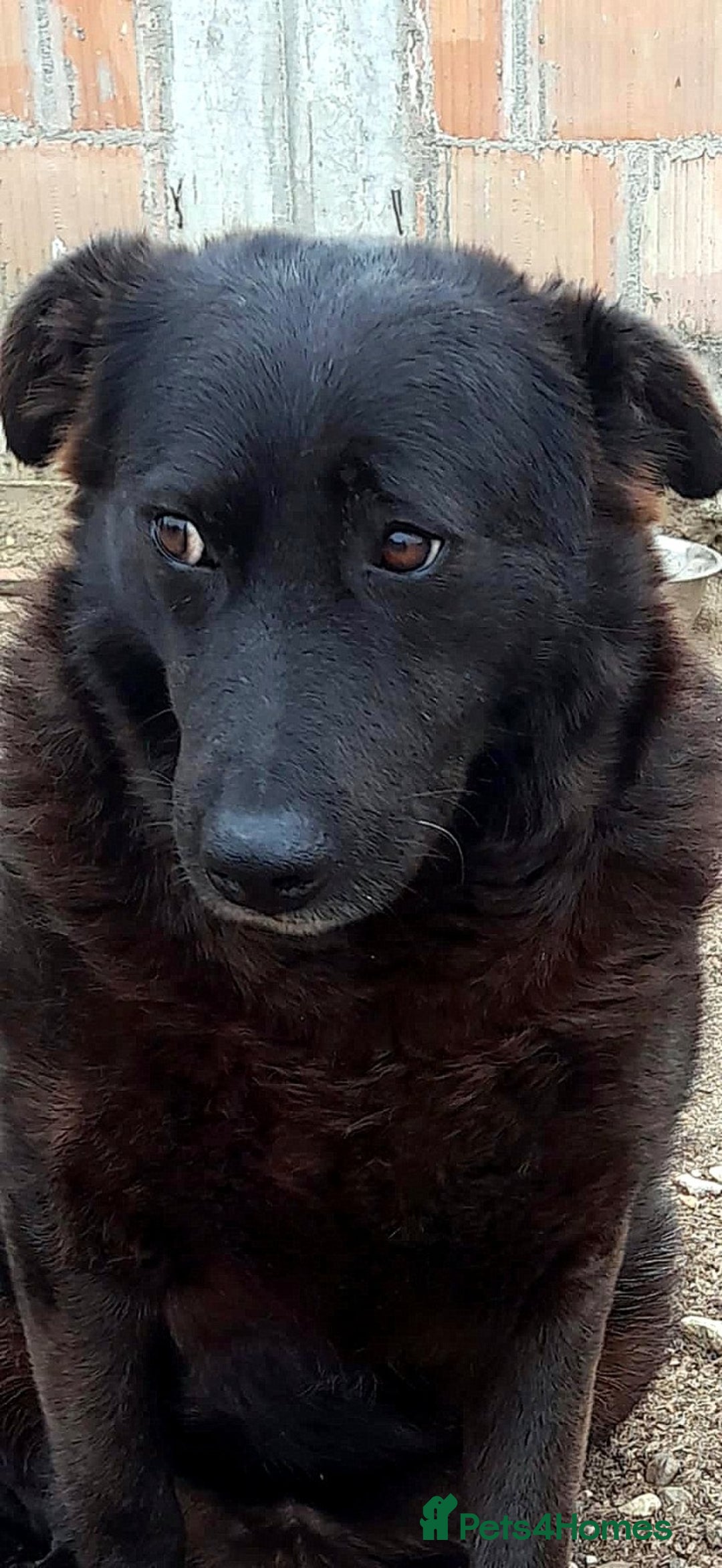 Mixed Breed dogs for adoption: Old and Loyal Bobb, longing for his first Home 🐾 - Image 4