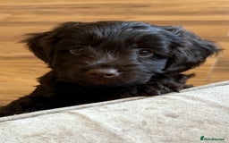 Cockapoo dogs for sale: 🐾Beautiful F2 cockapoos  🐾 - Image 38