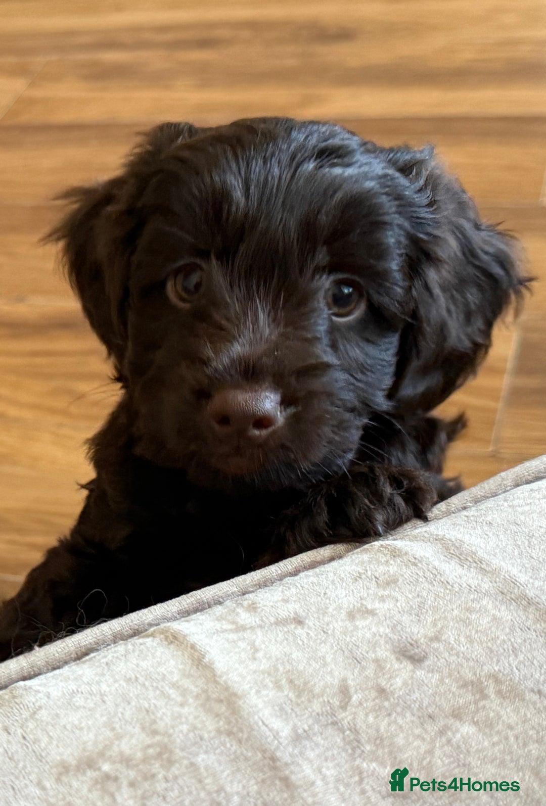 Cockapoo dogs for sale: 🐾Beautiful F2 cockapoos  🐾 - Image 38