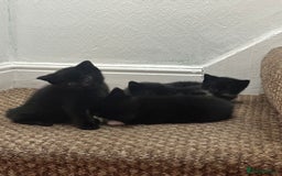 Exotic cats for sale: Kitten for sale - Image 4