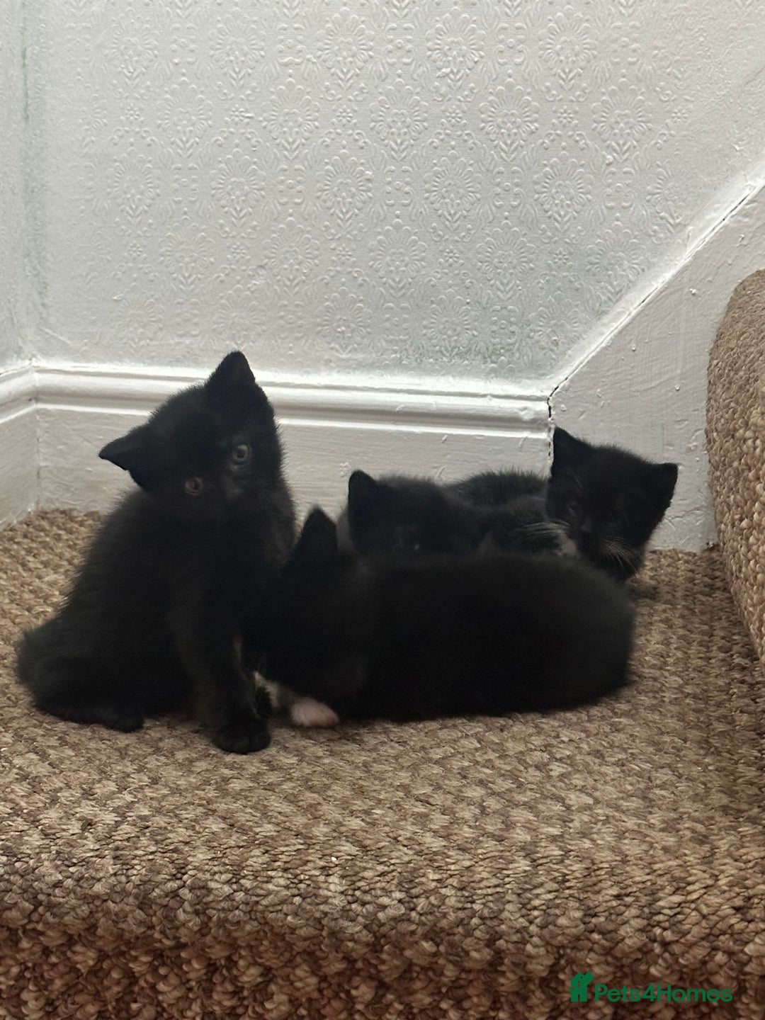 Exotic cats for sale: Kitten for sale - Image 4
