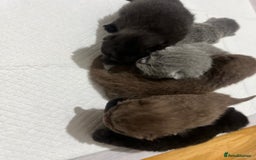 British Shorthair cats for sale: British short hair kittens - Image 6