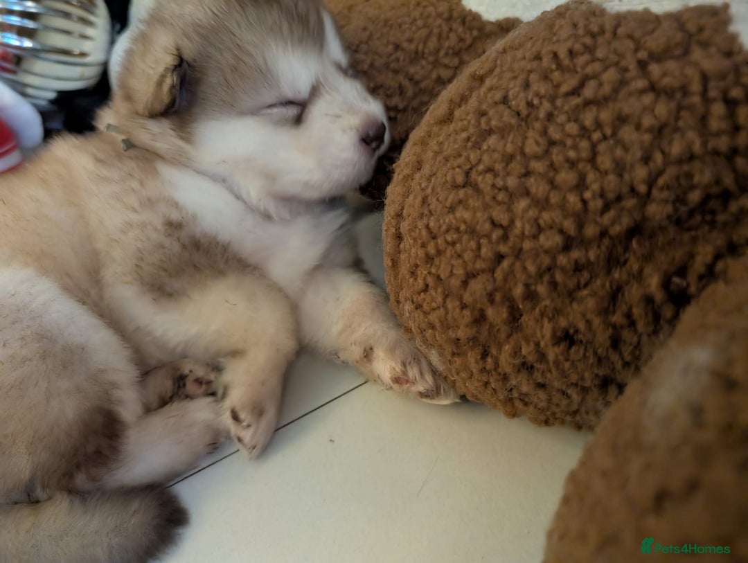 Alaskan Malamute dogs for sale: 2 left KC Alaskan malamute puppies champion lines - Advert 26