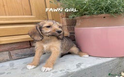 Mixed Breed dogs for sale: 🤎 BABY POOGLES (beagleXminiature poodle)🤎 in Rhayader - Image 11