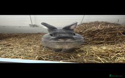 Netherland Dwarf rabbits for sale: 2 Netherland drawf rabbits  - Image 2