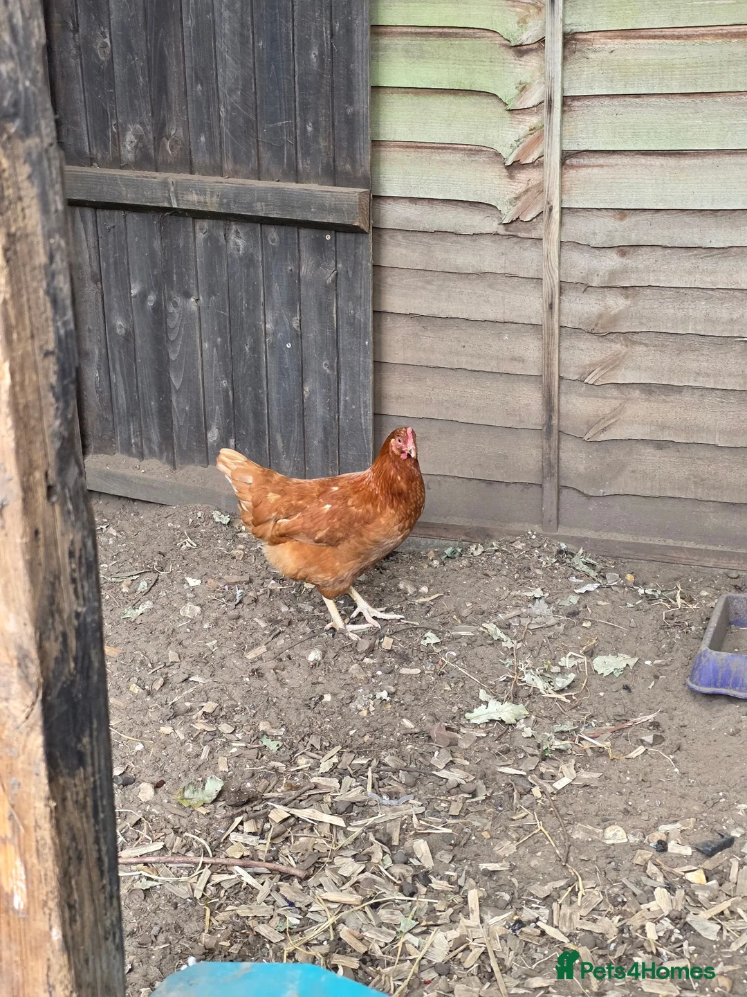 Chickens poultry for sale: Two lohmann brown hens  - Advert 1