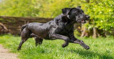 Labrador Retriever dogs - Advert 9
