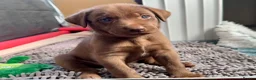 Mixed Breed dogs for sale: Gorgeous Siberian Shepsky x Weimaraner Puppies  - Advert 21