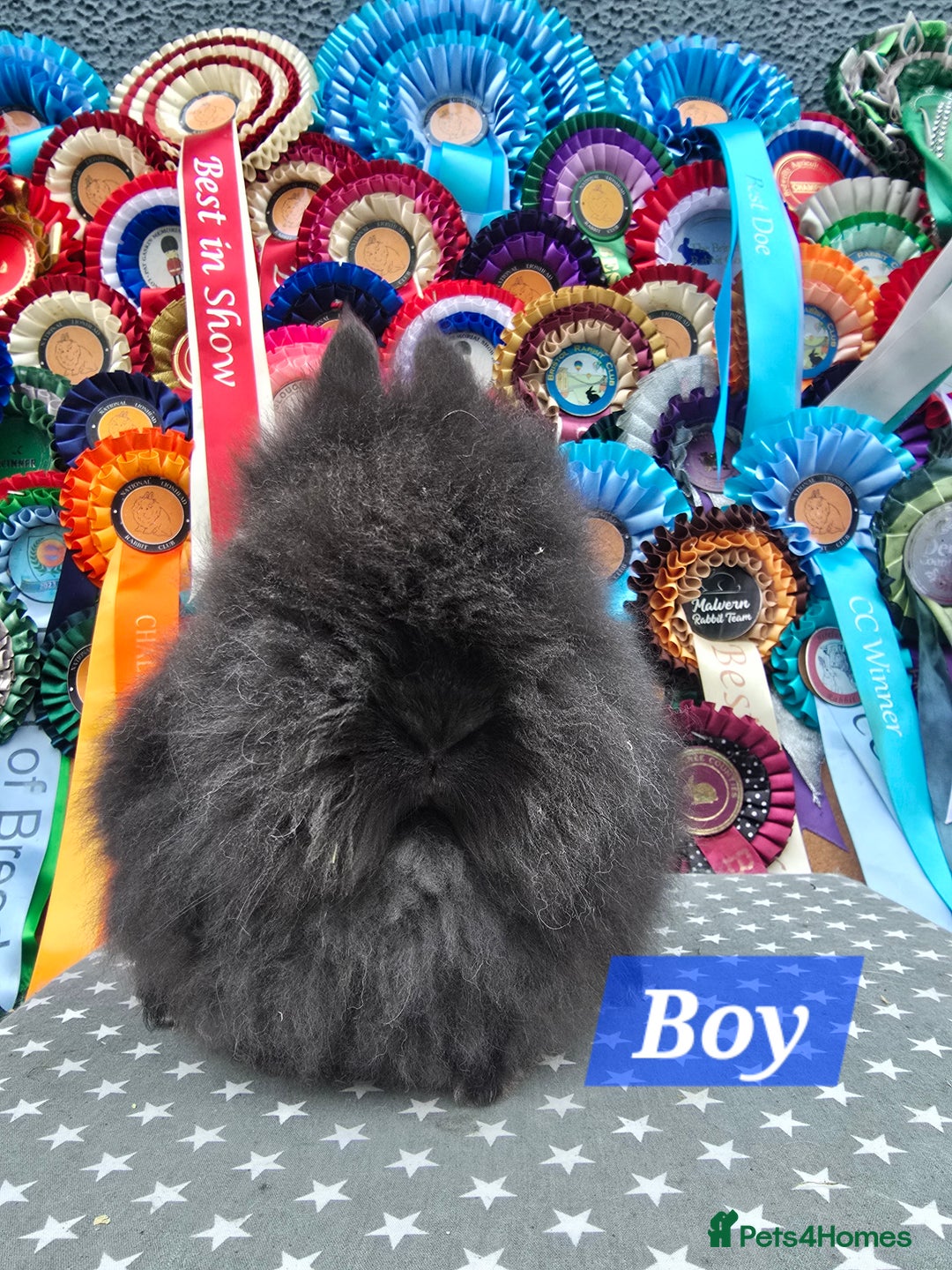 Lionhead rabbits for sale: Gorgeous Purebred Lionheads available  - Advert 5