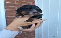 Cocker Spaniel dogs for sale: Stunning WCS pups - Image 19
