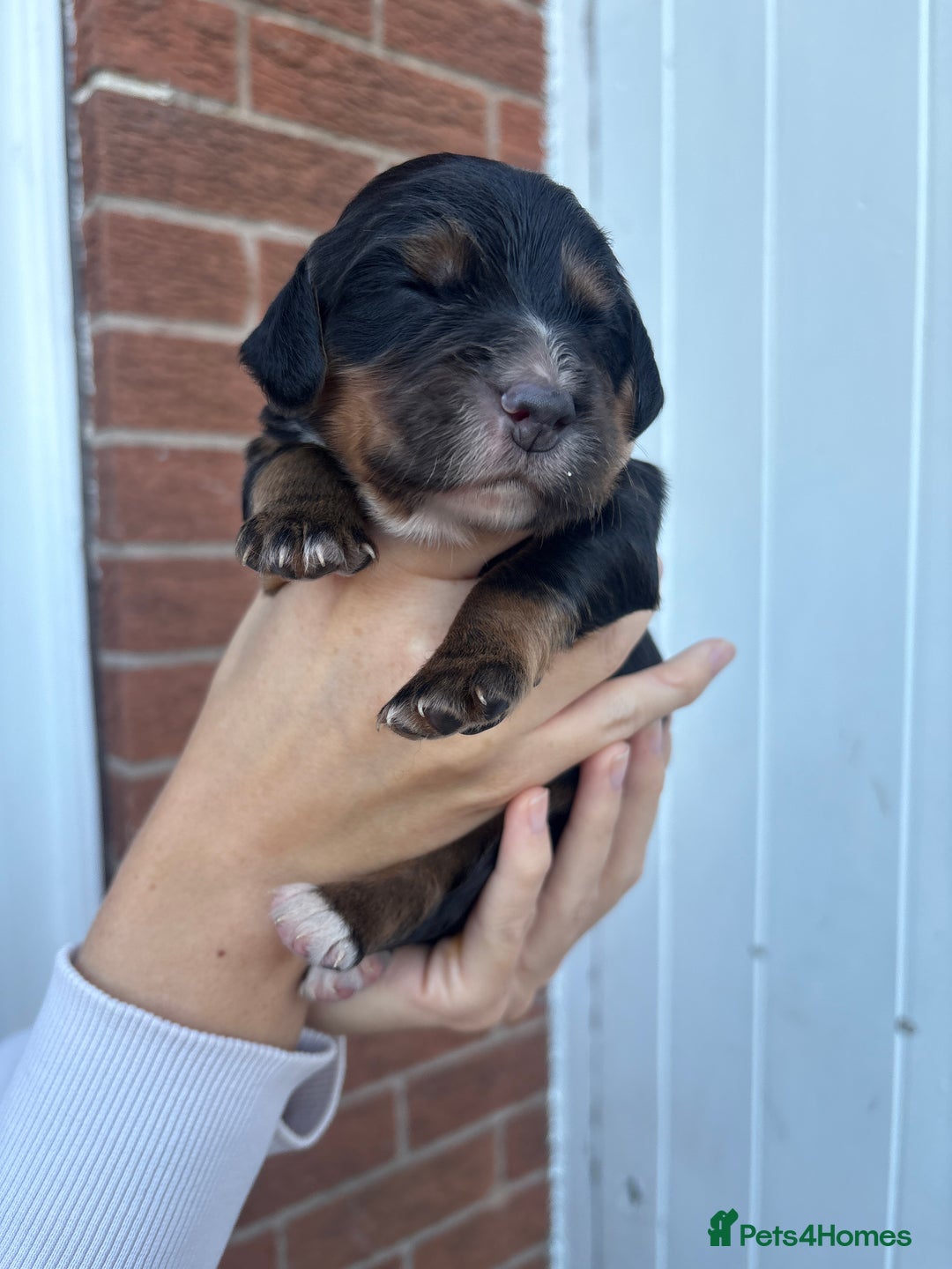 Cocker Spaniel dogs for sale: Stunning WCS pups - Image 19