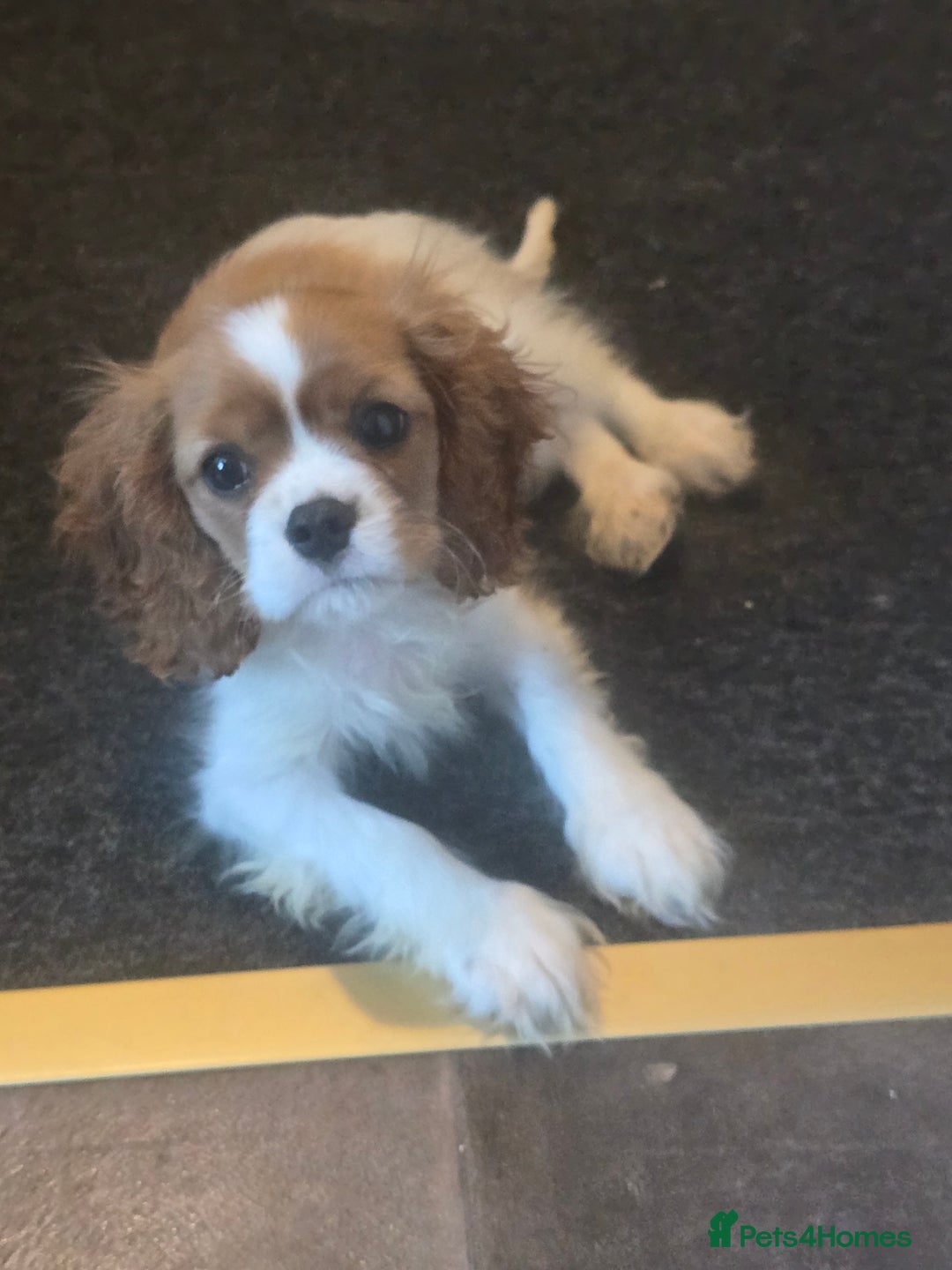 Cavalier King Charles Spaniel dogs for sale: Gorgeous Cavalier King Charles Spaniel Puppy - Advert 2