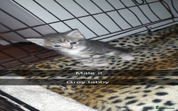British Shorthair cats for sale: Beautiful litter of kittens  - Image 1