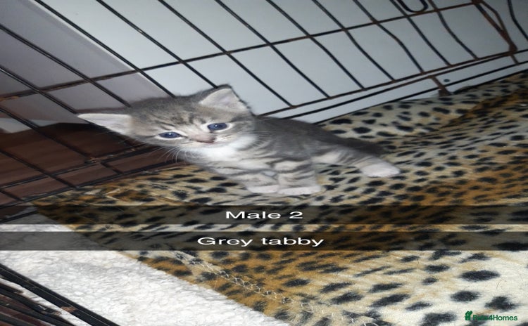 British Shorthair cats - Advert 13