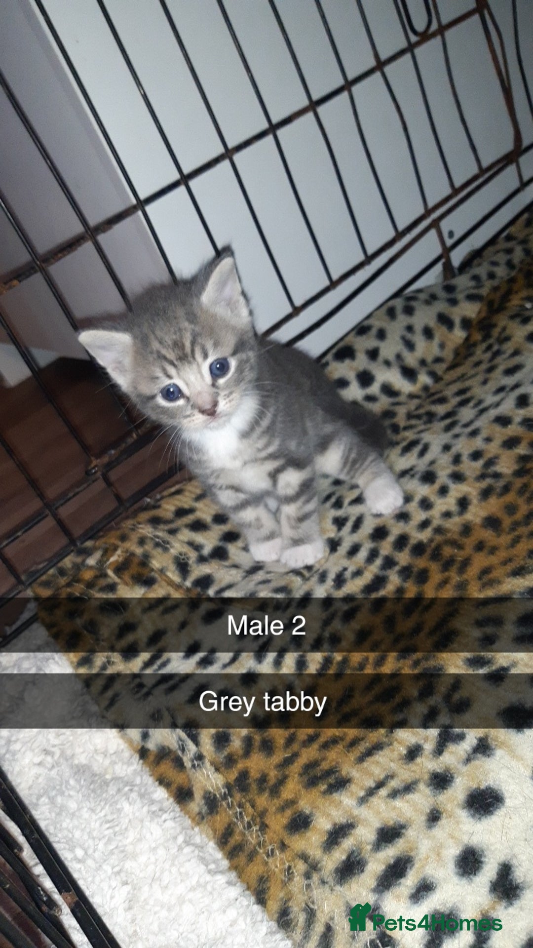 British Shorthair cats for sale: Beautiful litter of kittens  - Image 1