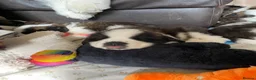 Saint Bernard dogs for sale: (Last 3) Gorgeous Saint Bernard puppies available  - Advert 22