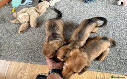 Miniature Dachshund dogs for sale: Longhaired shaded red puppies - Image 4