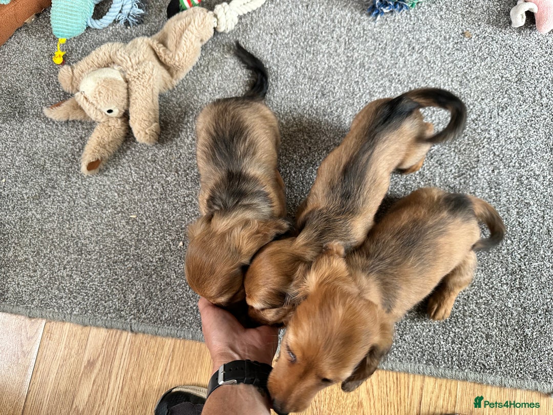 Miniature Dachshund dogs for sale: Longhaired shaded red puppies - Image 4