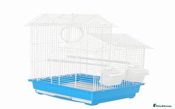 Budgerigars birds for sale: Budgies for Sale Many colours Cages Available  - Image 11