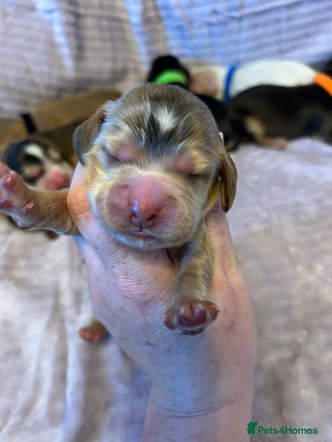Cocker Spaniel dogs for sale: KC Registered Show Type Cocker Spaniel Puppies - Advert 21
