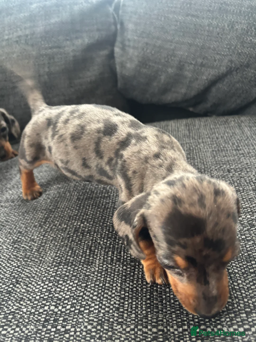 Dachshund dogs for sale: 3 male dachshund puppies  - Advert 5