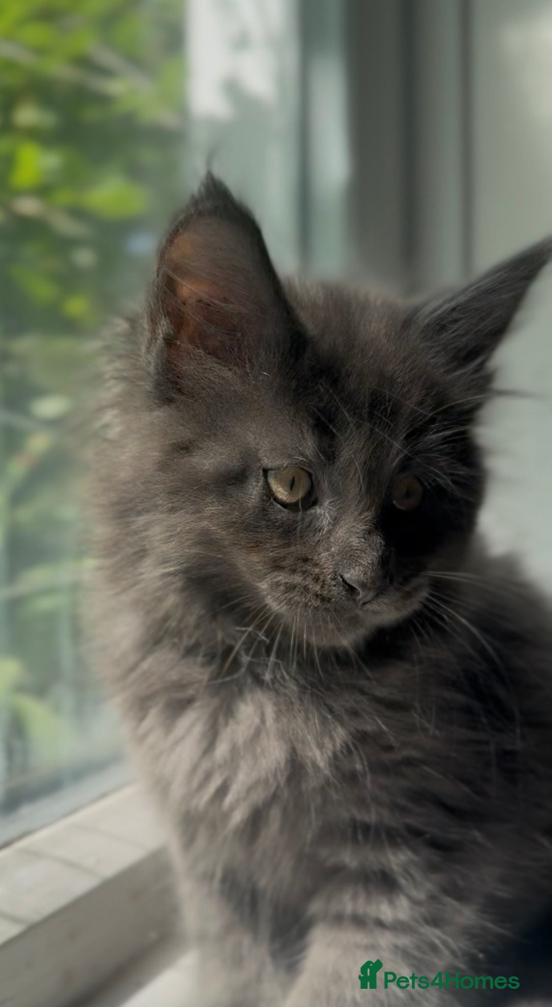 Maine Coon cats TICA Health Tested Maine Coon Kittens  - Advert 5