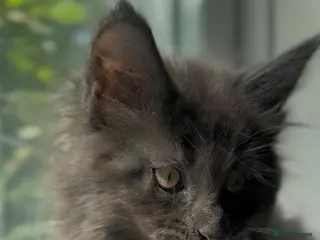 Maine Coon cats TICA Health Tested Maine Coon Kittens - Advert 5
