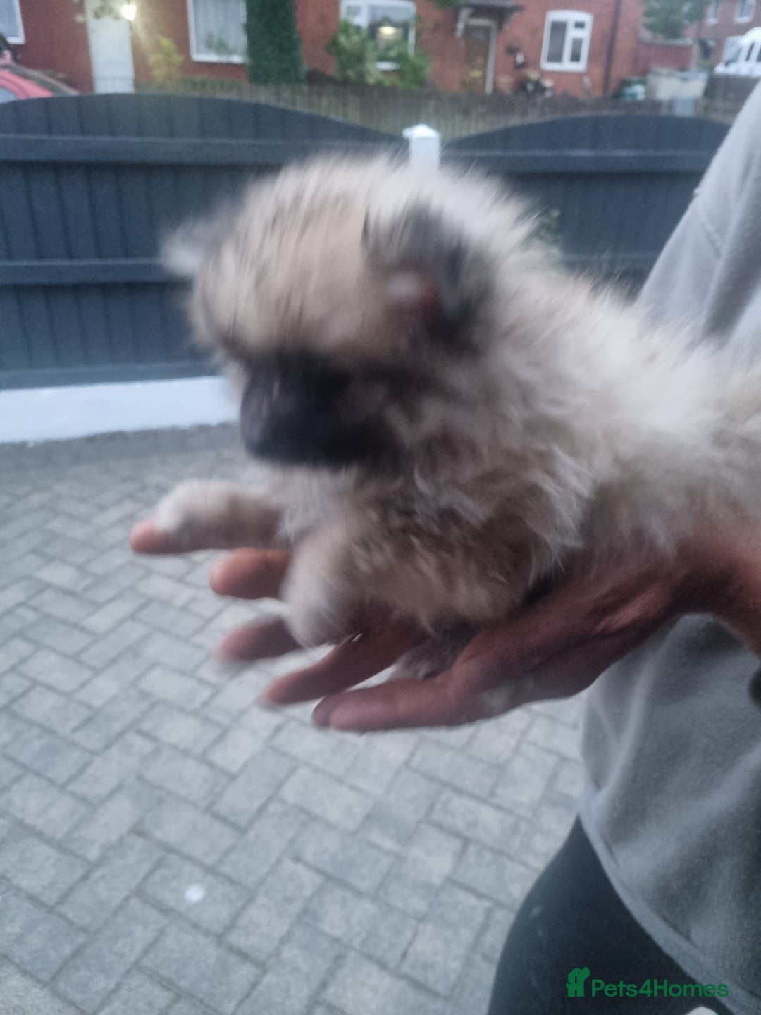 Pomeranian dogs for sale: Xxs Pomeraniums  - Image 24