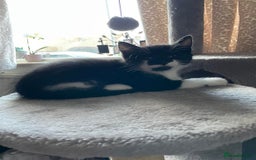 Mixed Breed cats for sale: 3 Little Fluff Balls looking for a forever home in Bradford - Image 4