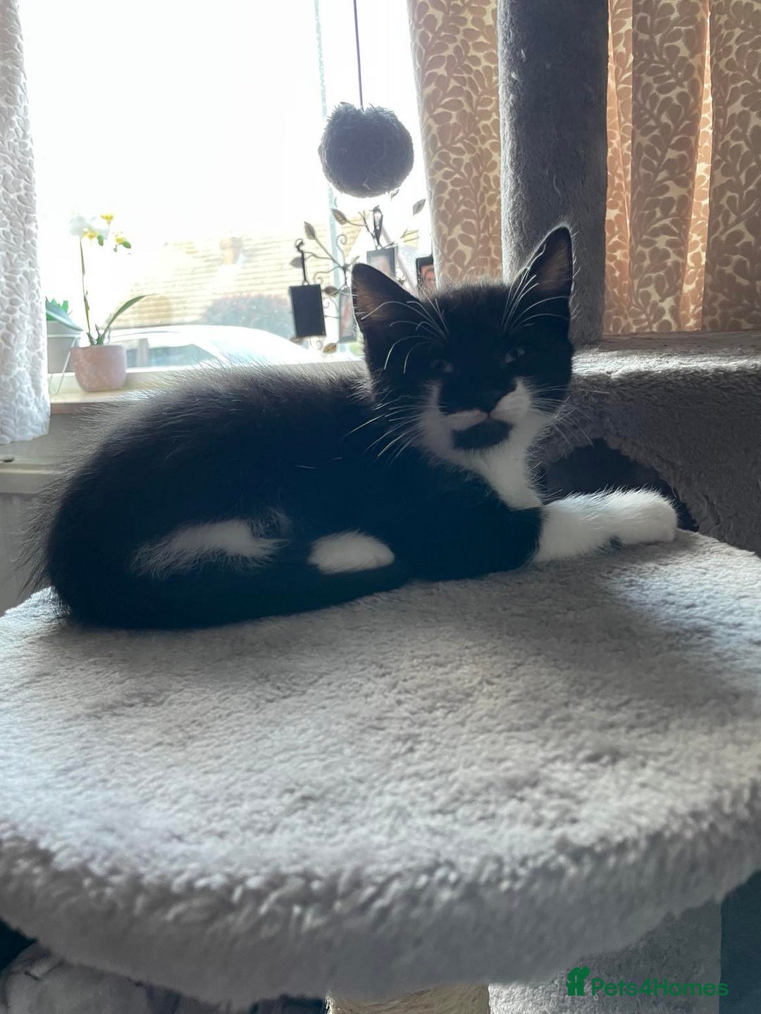 Mixed Breed cats for sale: 3 Little Fluff Balls looking for a forever home in Bradford - Image 4