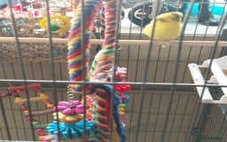 Budgerigars birds for sale: Pair of budgies and large flight cage for sale - Image 3