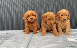 Cockapoo dogs for sale: Beautiful f1 cockapoos ready now - Image 7
