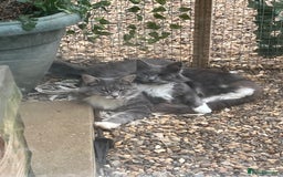 Maine Coon cats for sale: Maine coon mother and son  - Image 2