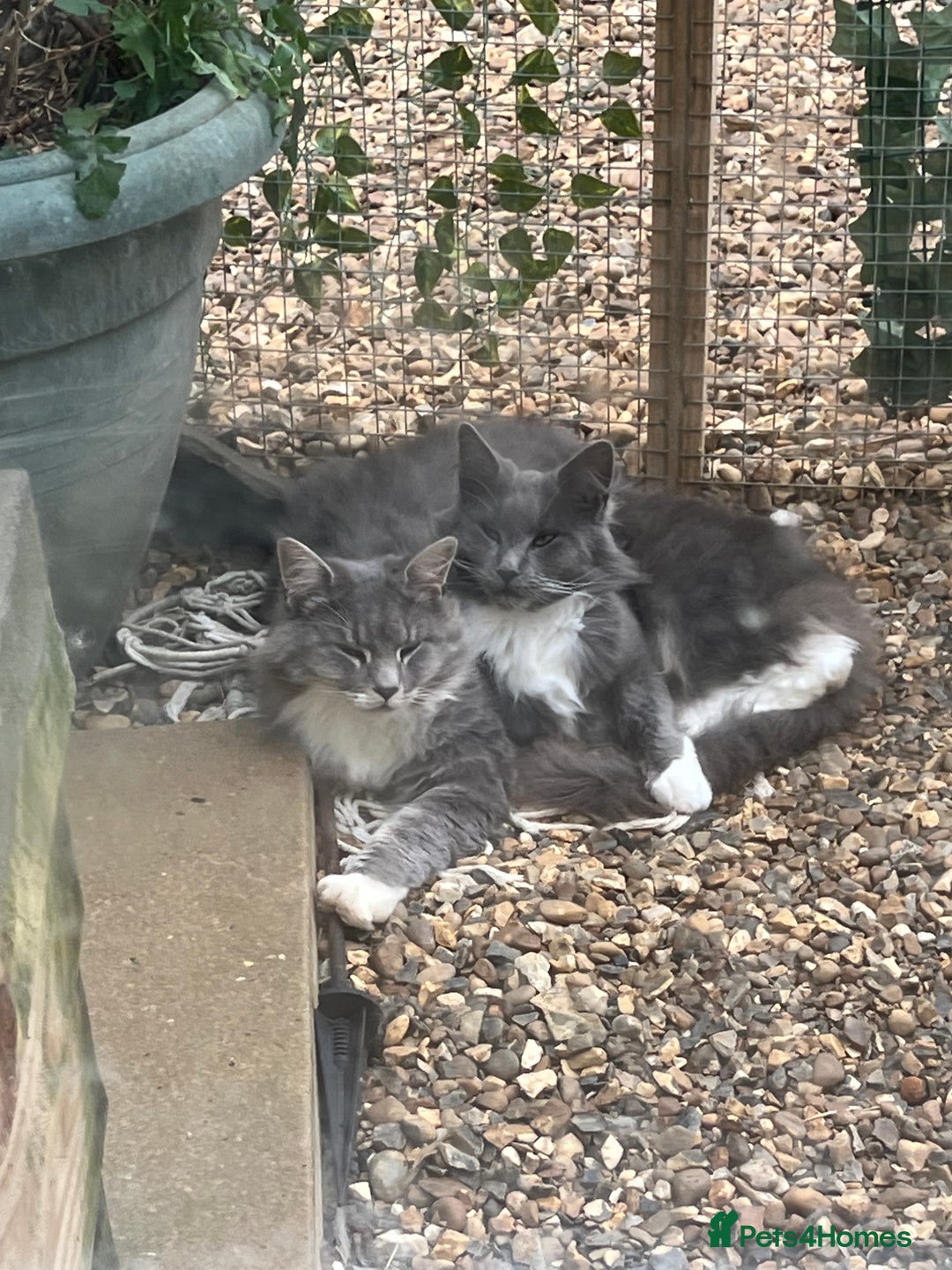 Maine Coon cats for sale: Maine coon mother and son  - Image 2