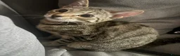 Bengal cats for sale: Beautiful Male bengal kitten in Horsham - Advert 3