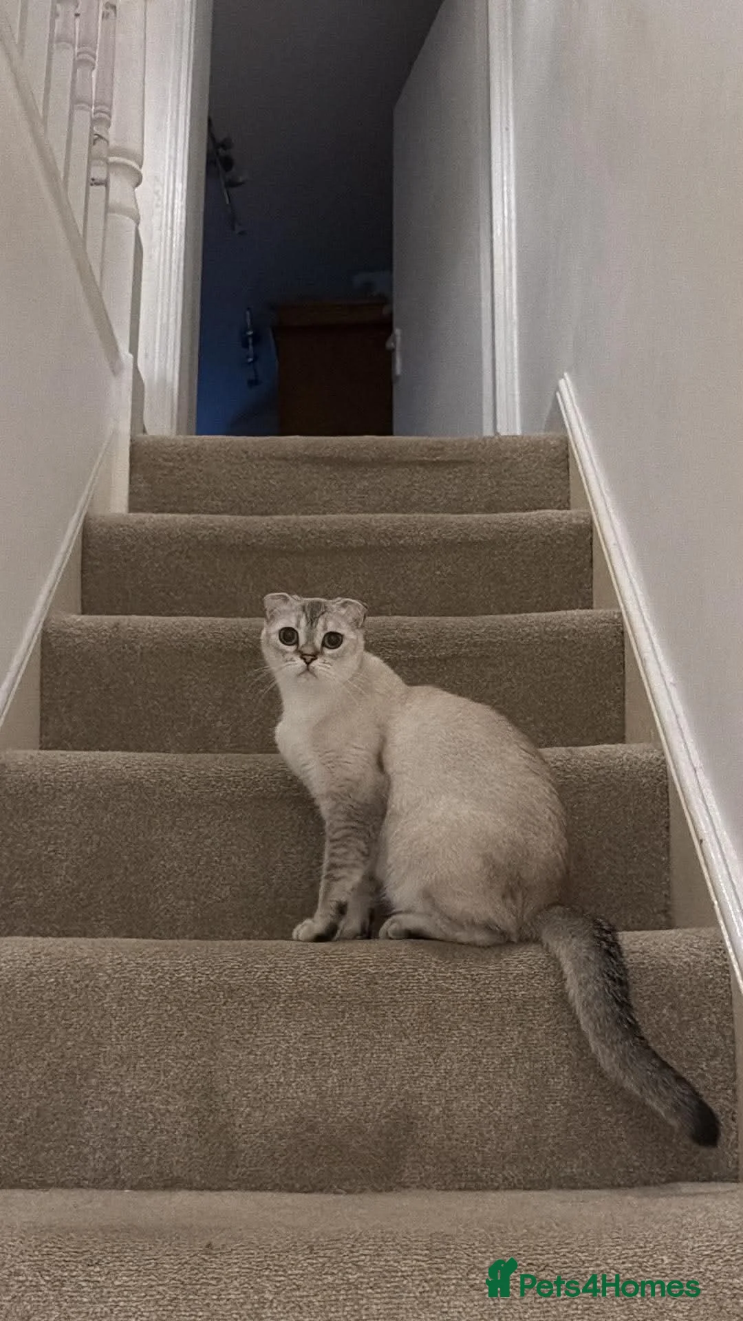 Scottish Fold cats for sale: Two beautiful Scottish Fold kittens - Advert 12