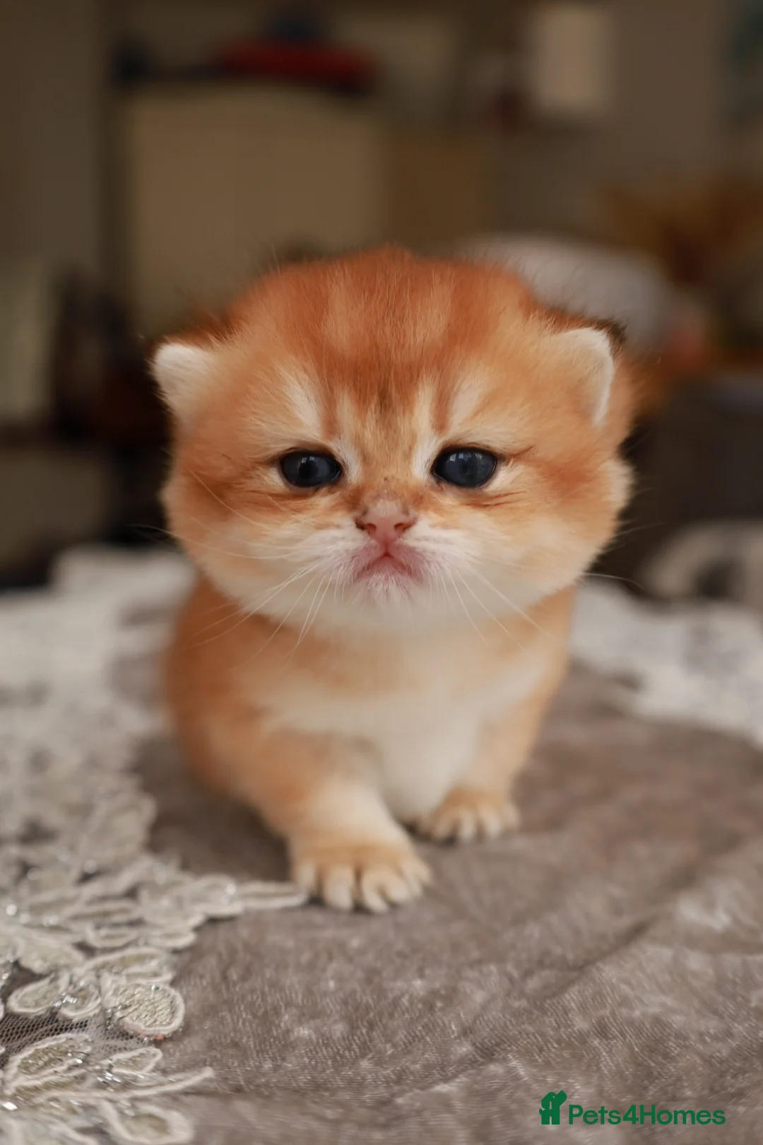 Brazilian Shorthair cats for sale: Girl Chocolate gold,TICA reg - Advert 11