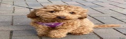 Poodle dogs for stud: PROVEN Red Toy Poodle. KC & Health Tested in Atherstone - Advert 1