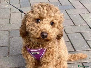 Poodle dogs PROVEN Red Toy Poodle. KC & Health Tested in Atherstone - Advert 1