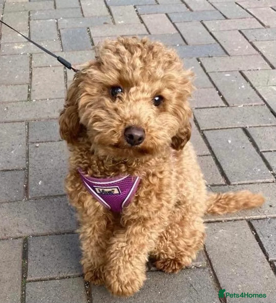 Poodle dogs for stud: PROVEN Red Toy Poodle. KC & Health Tested - Advert 1