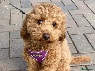 Poodle dogs PROVEN Red Toy Poodle. KC & Health Tested - Advert 15