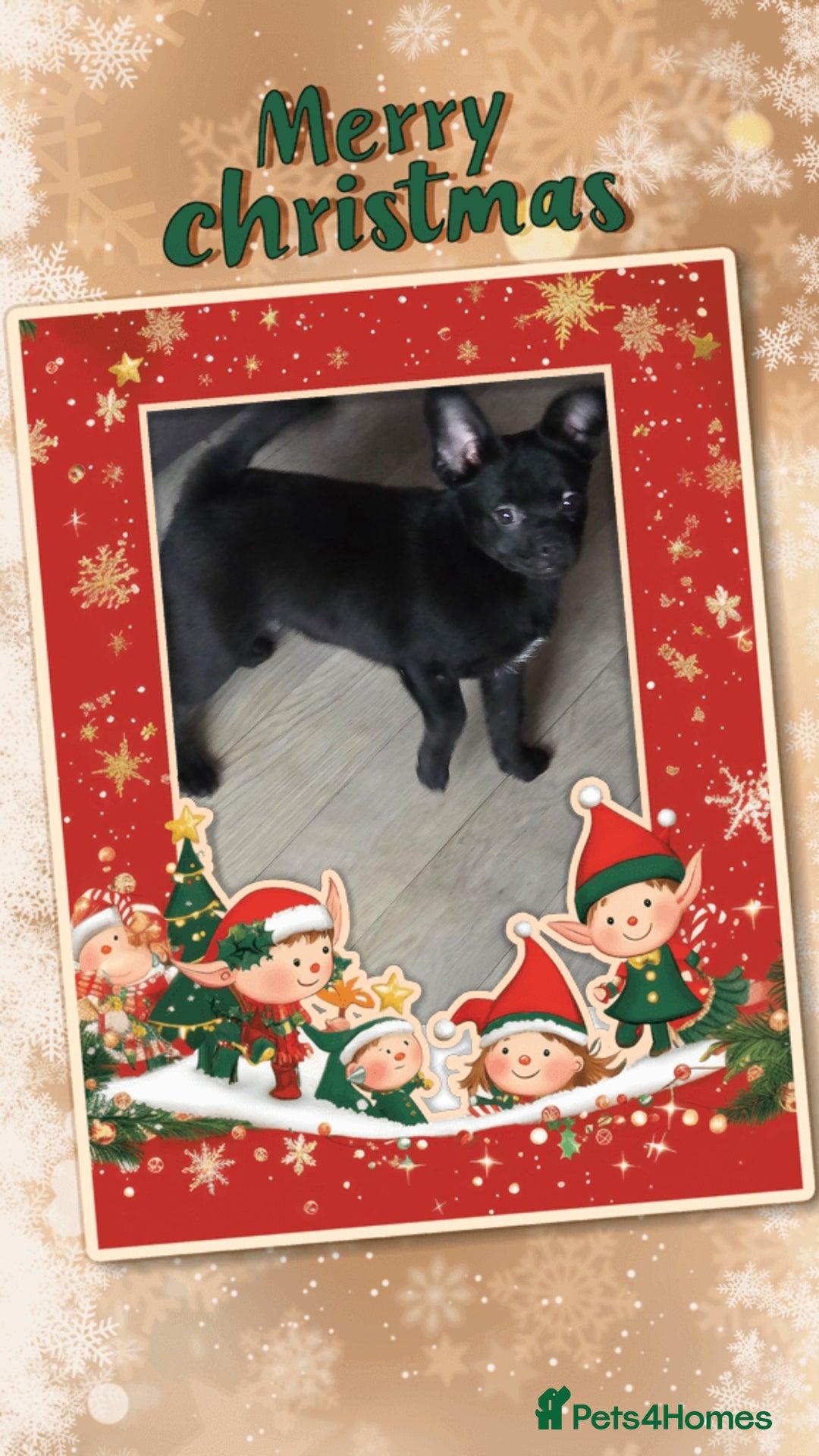 French Bulldog dogs for sale: ❤️⭐️  Adorable Frenchie poms ❤️⭐️ ONLY 3 LEFT ⭐️ - Advert 26