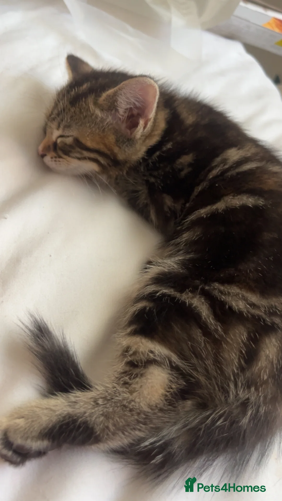 Mixed Breed cats for sale: 4 black kittens, 1 ginger, 1 tabby - Advert 2