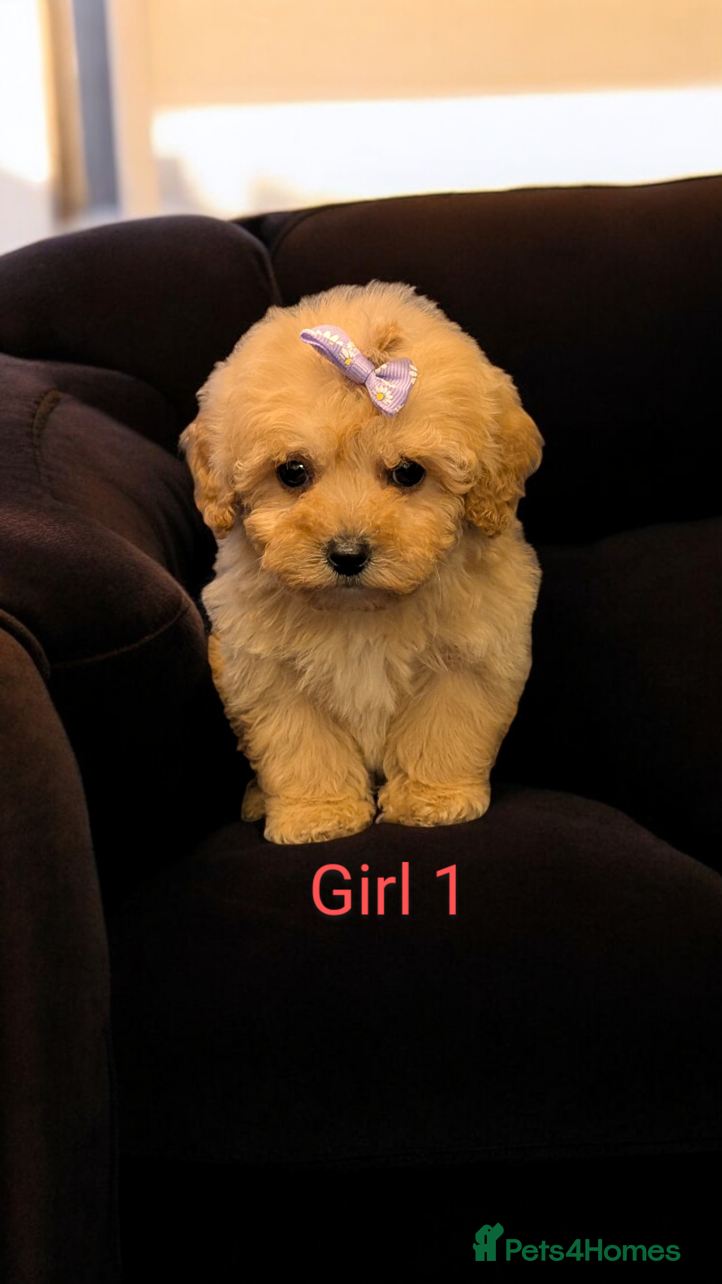 Shihpoo dogs Stunning Toy Shihpoos puppies  - Advert 15